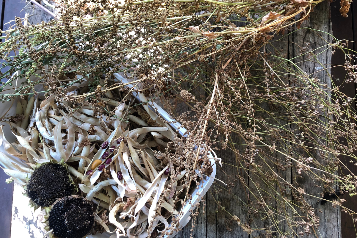 Kitchen Garden Seed Saving For Beginners